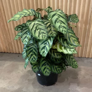 Calathea Makoyana
