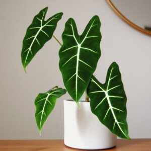 Alocasia Frydek