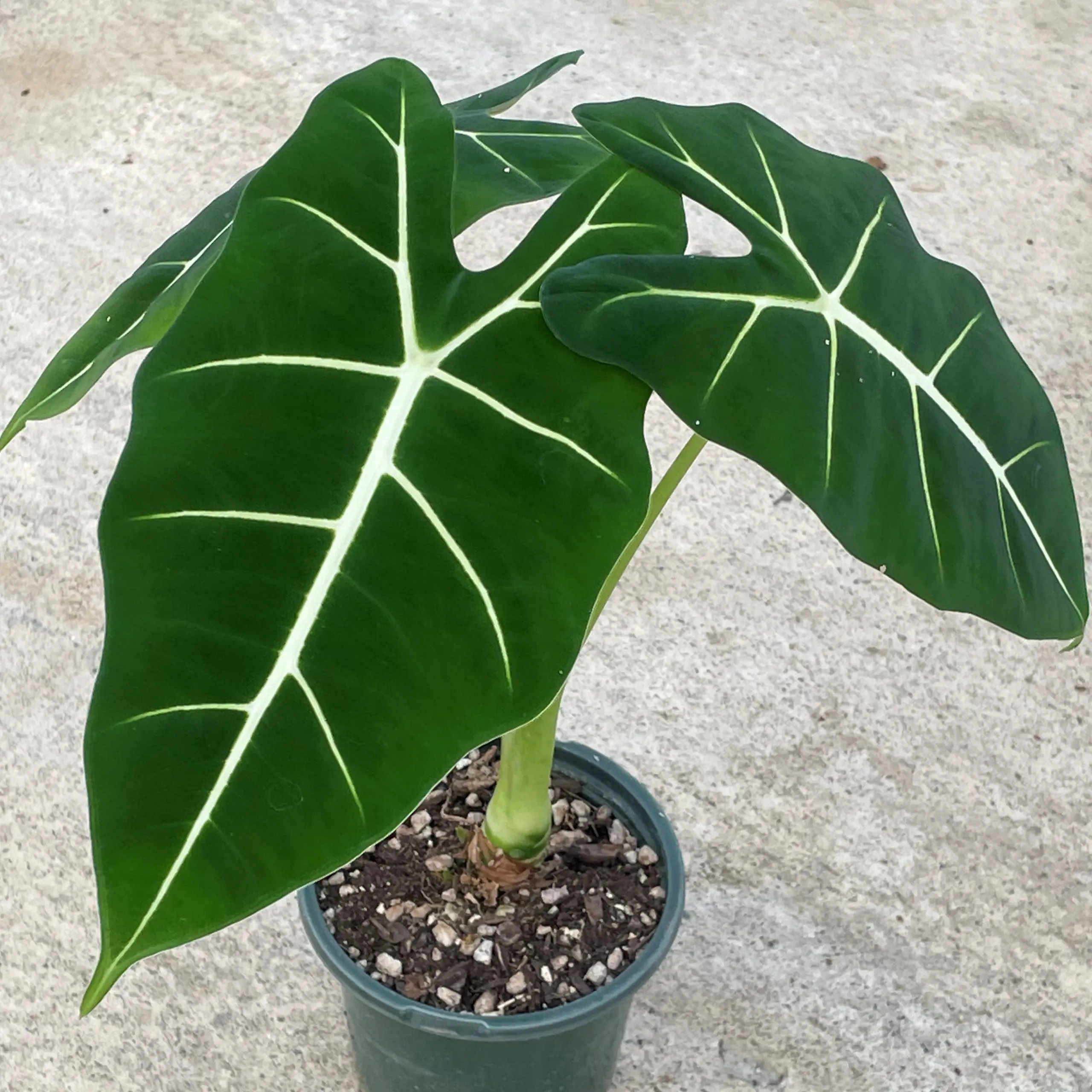 Alocasia Frydek – Image 2