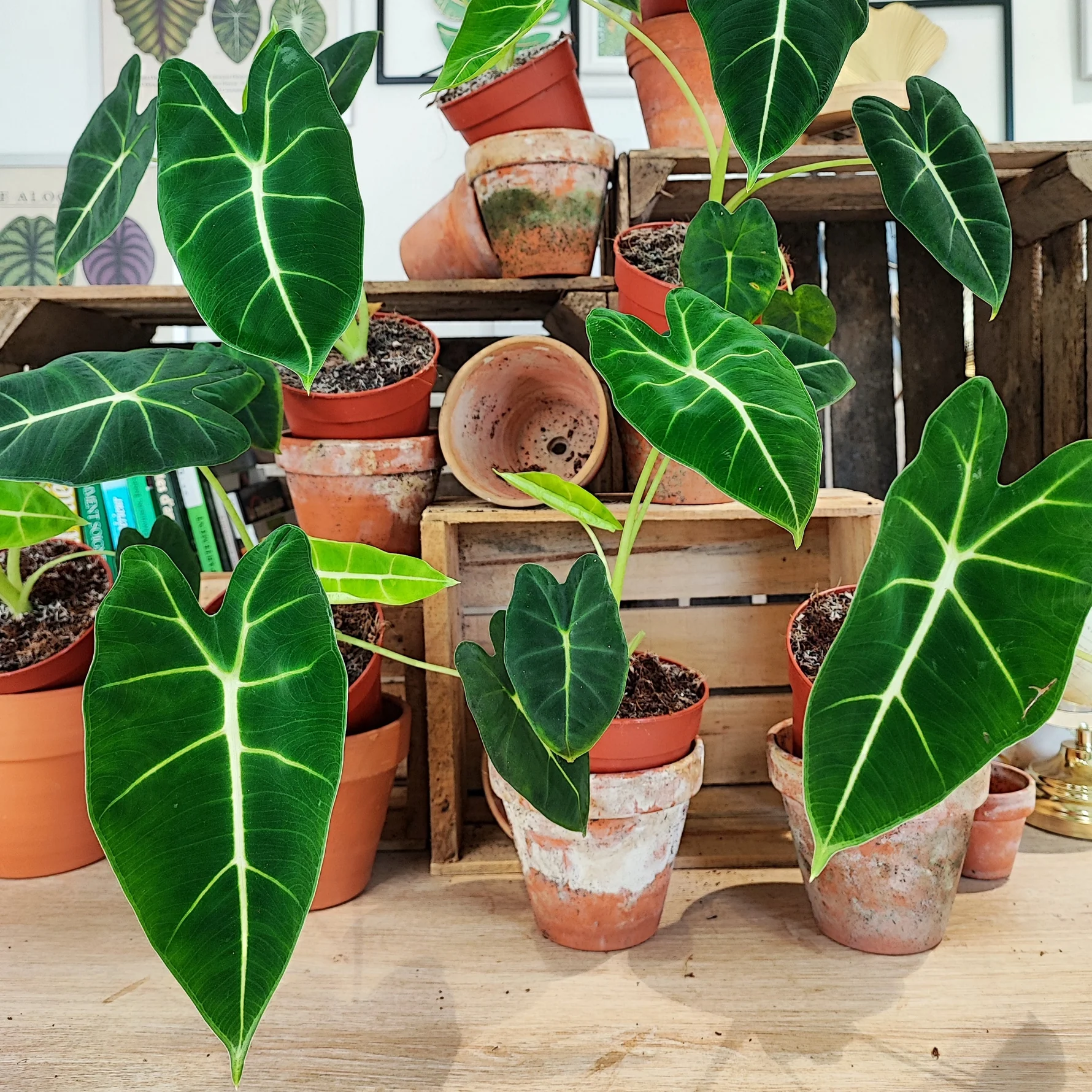 Alocasia Frydek – Image 3