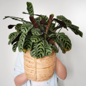 Calathea Makoyana