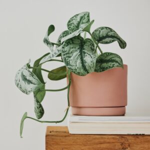 Pothos Scindapsus