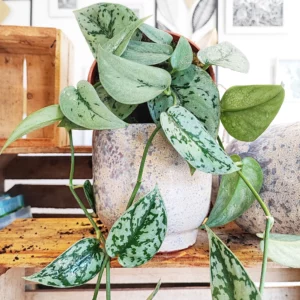 Pothos Scindapsus