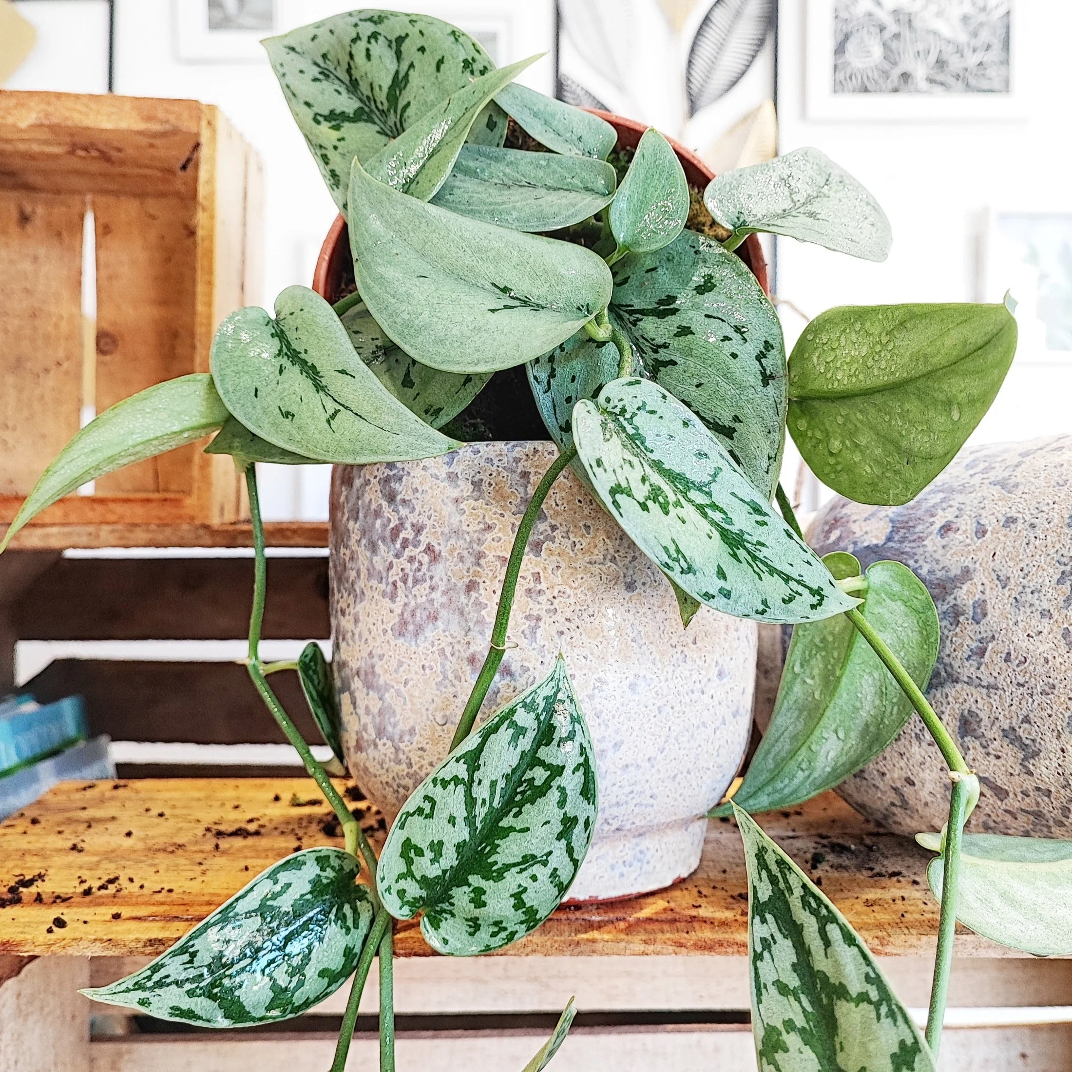 Pothos Scindapsus – Image 3