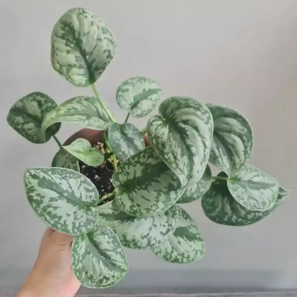 Pothos Scindapsus – Image 2